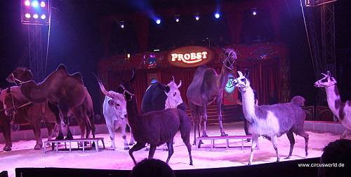 Circus Probst
